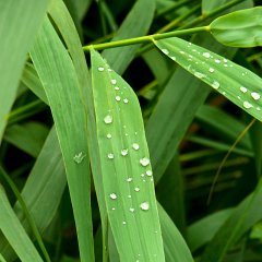 water pearl : Allgäu, Bayern