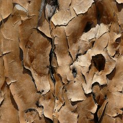 bark : Namibia