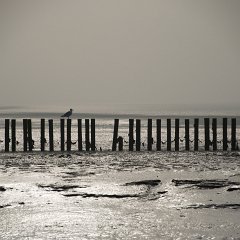 Wattenemeer : Wattenmeer